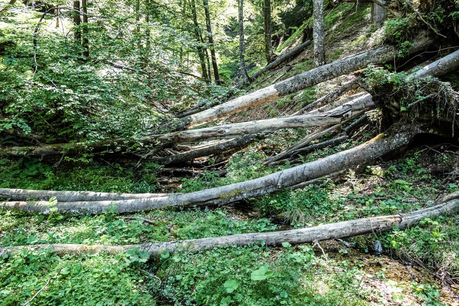 Kalkalpen Wilderness 227.jpg - © European Wilderness Society CC BY-NC-ND 4.0