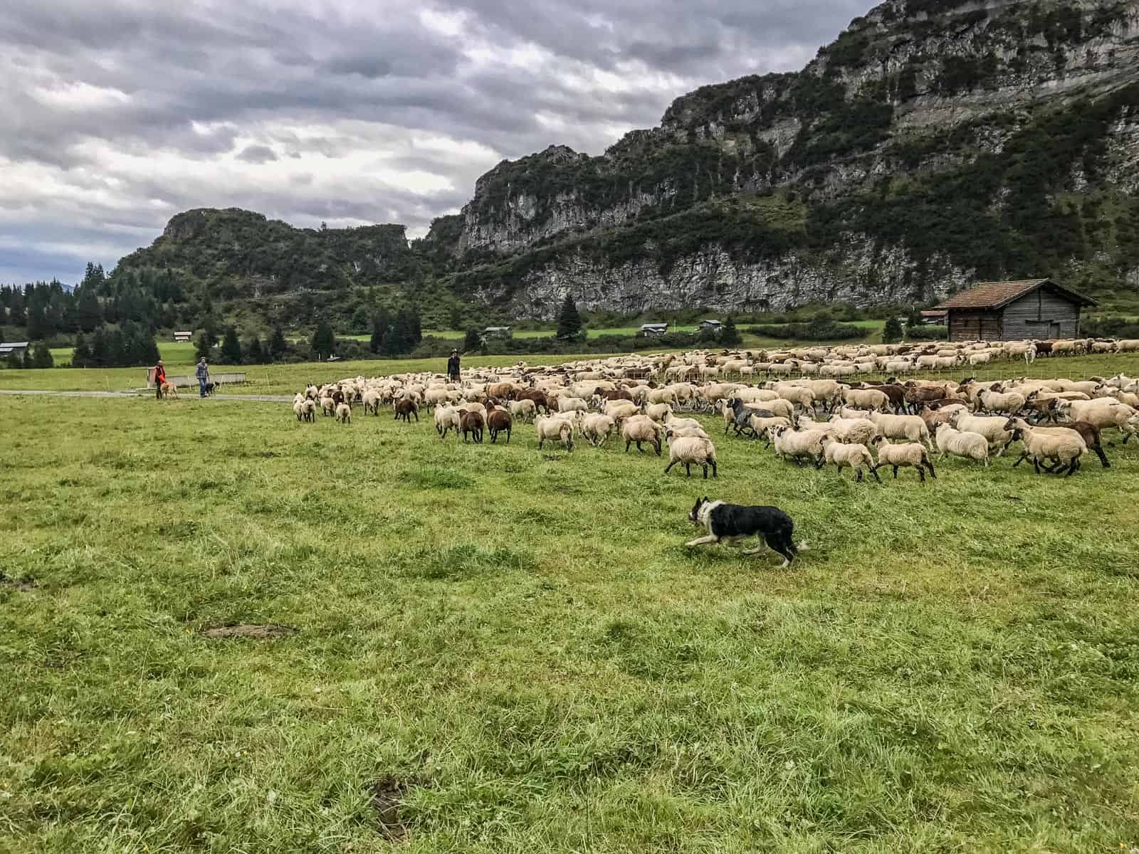 Sheep Herd Management 0173.jpg - European Wilderness Society - CC NonCommercial-NoDerivates 4.0 International