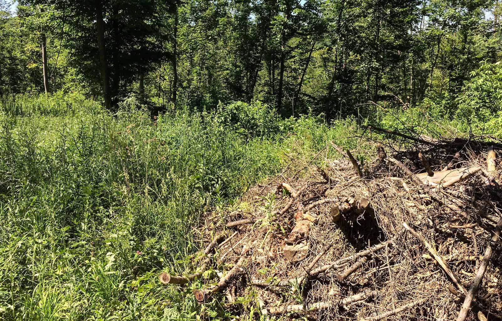 Podyji National Park 0003.jpg - © European Wilderness Society CC BY-NC-ND 4.0