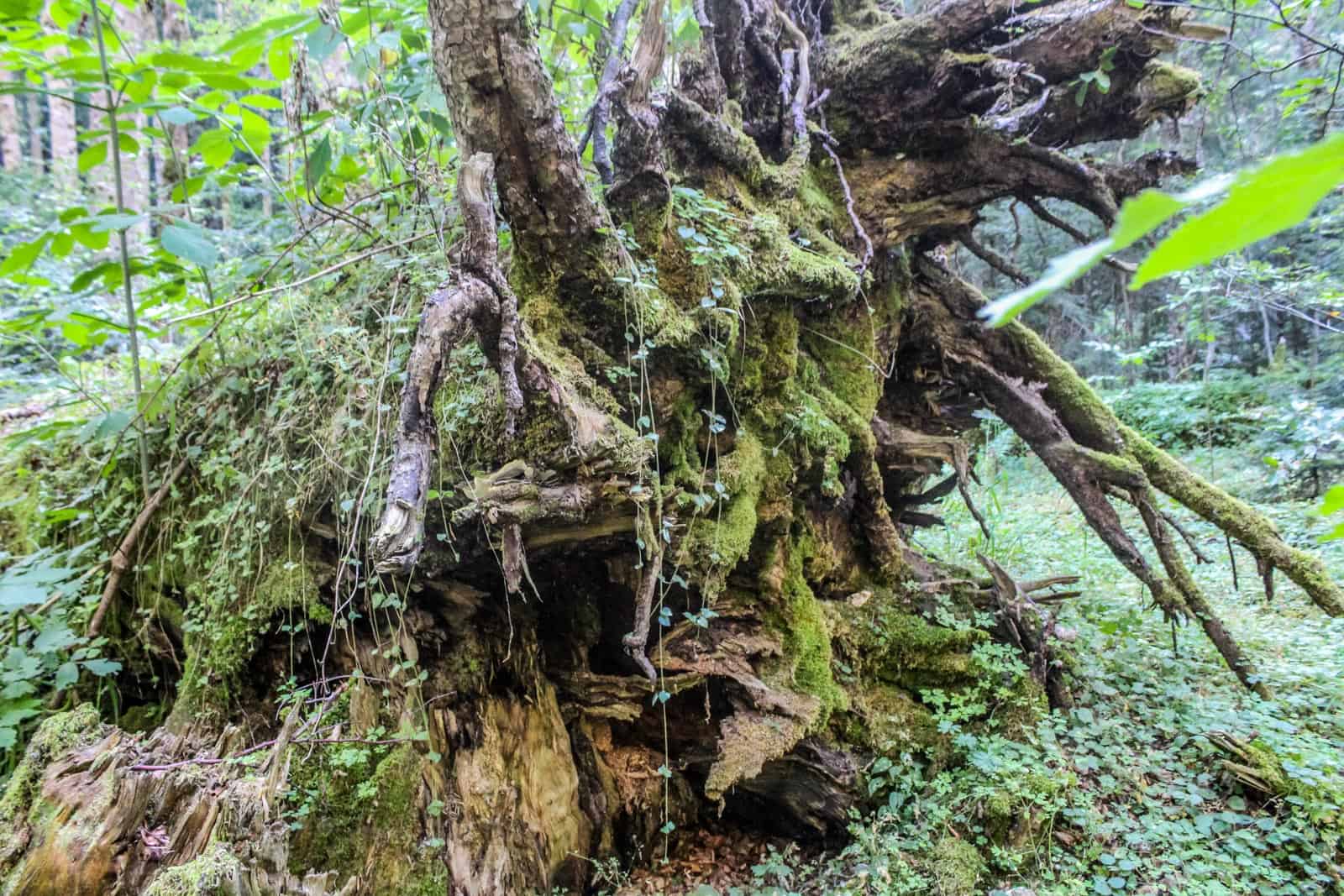 Livadhi i Harushes Wilderness Albania-22769.JPG - European Wilderness Society - CC NonCommercial-NoDerivates 4.0 International