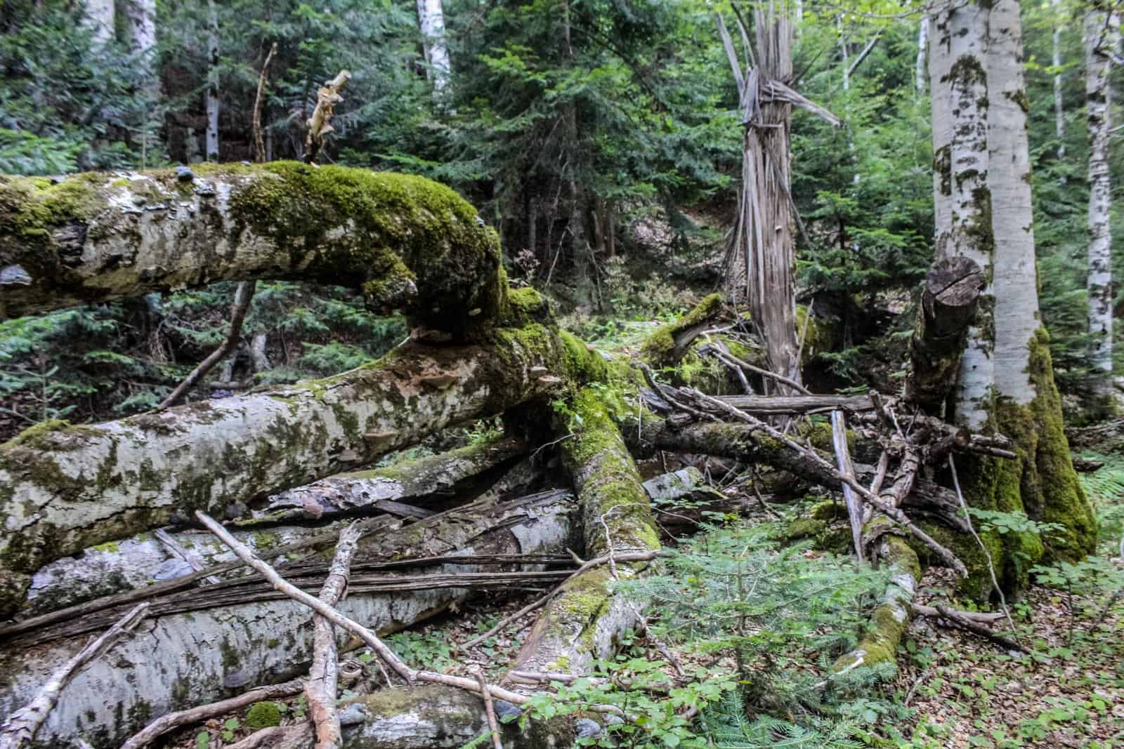 Livadhi i Harushes Wilderness Albania-22772.JPG - European Wilderness Society - CC NonCommercial-NoDerivates 4.0 International