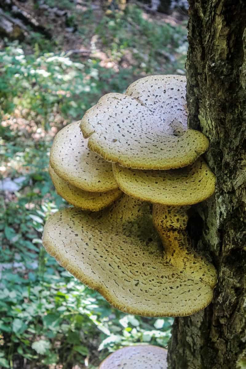 Livadhi i Harushes Wilderness Albania-22794.JPG - European Wilderness Society - CC NonCommercial-NoDerivates 4.0 International