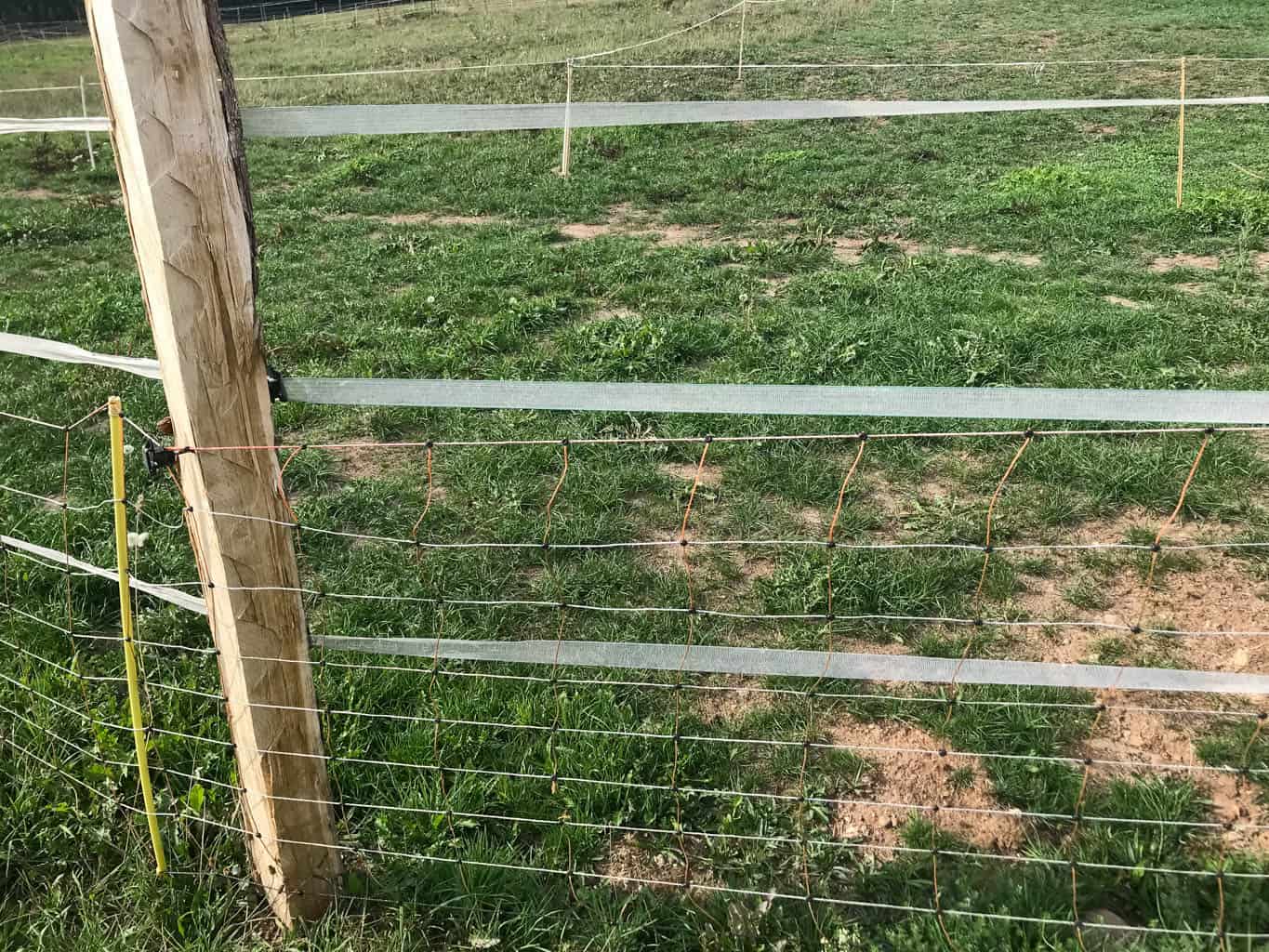 Livestock Protection Fencing-21699.HEIC - European Wilderness Society  - CC NonCommercial-NoDerivates 4.0 International