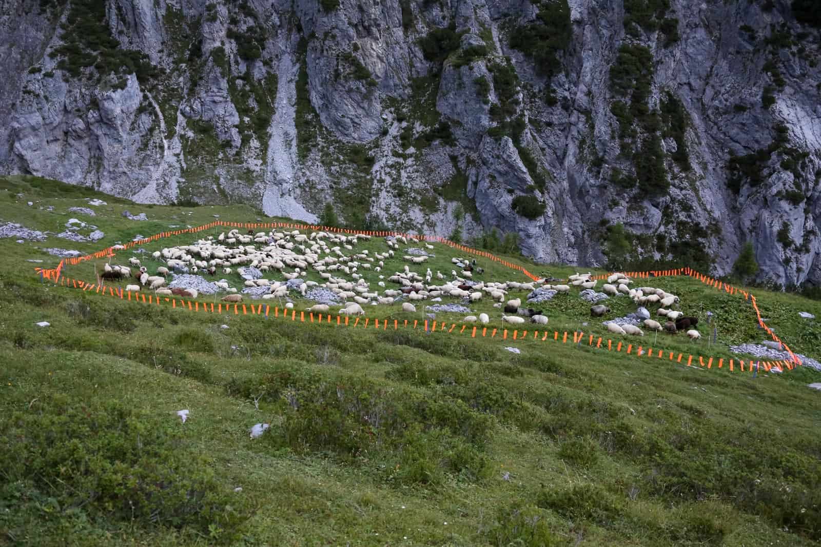 AlpRamuz_09-2013_5D_1233.JPG - - © Copyrighted All rights reserved