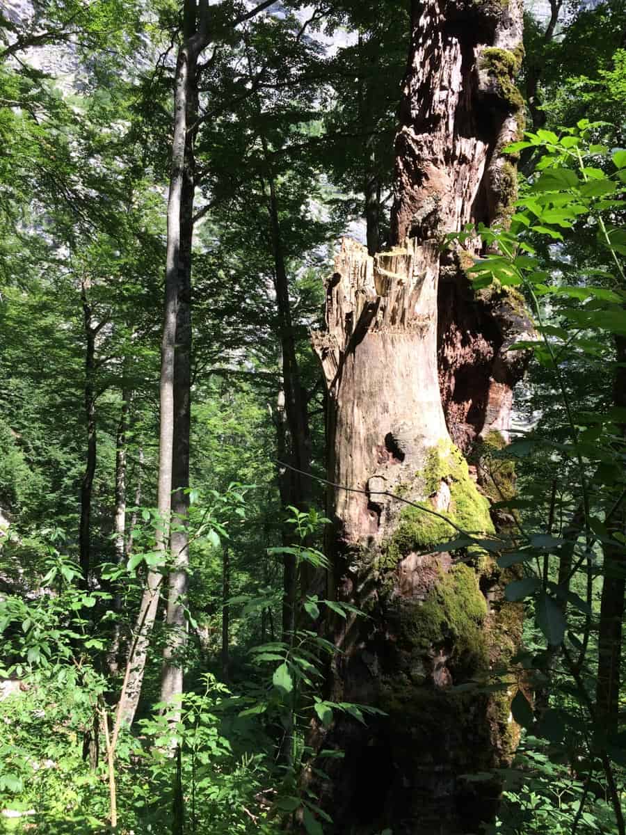 Triglav Wilderness-16312.jpg - European Wilderness Society  - CC NonCommercial-NoDerivates 4.0 International