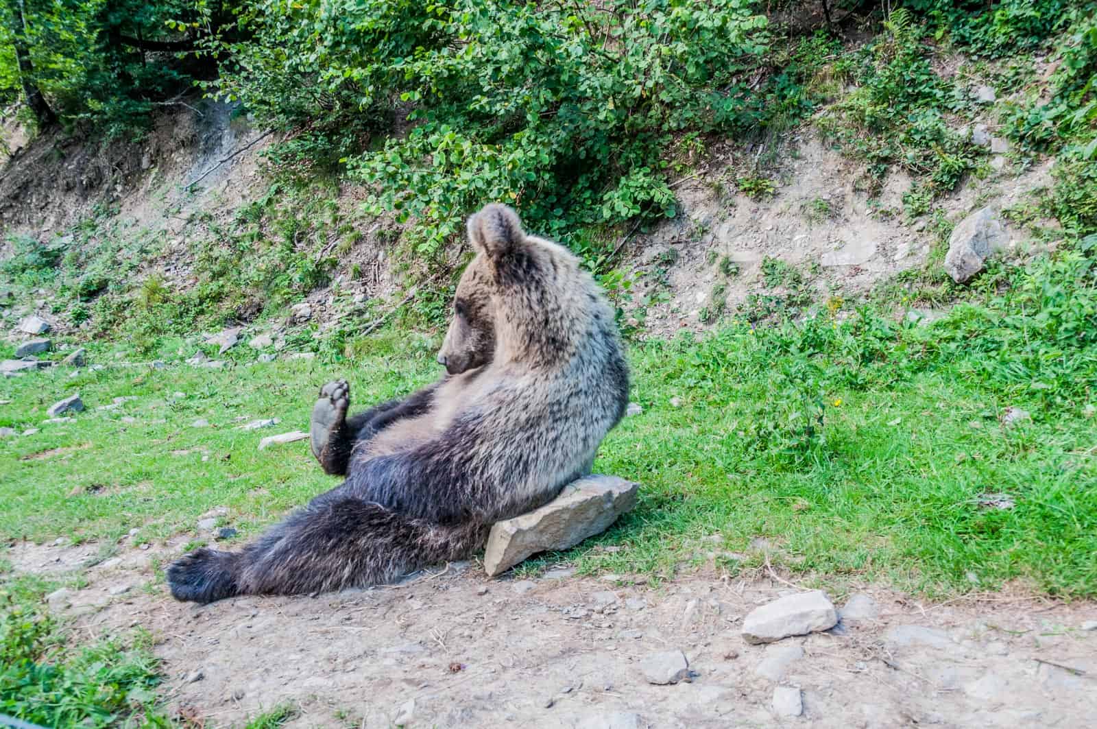 WILDArt Synevyr - 18926.dng - © European Wilderness Society CC BY-NC-ND 4.0