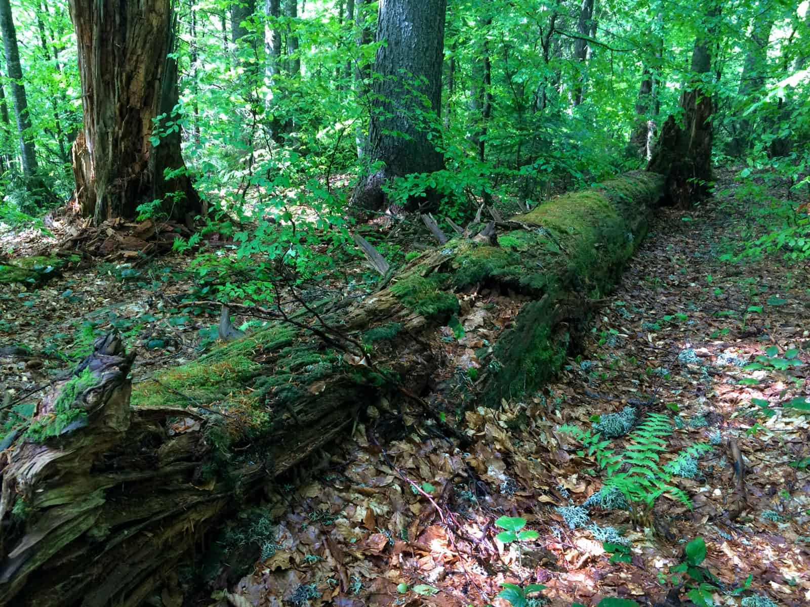 Chornohora Wilderness-24220.jpg - European Wilderness Society  - CC NonCommercial-NoDerivates 4.0 International