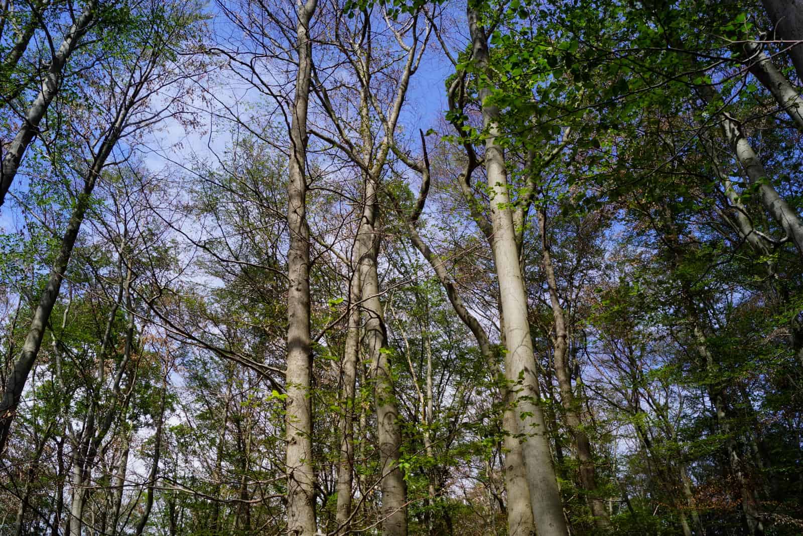 Beechpower Hainich-26102.JPG - © European Wilderness Society CC BY-NC-ND 4.0