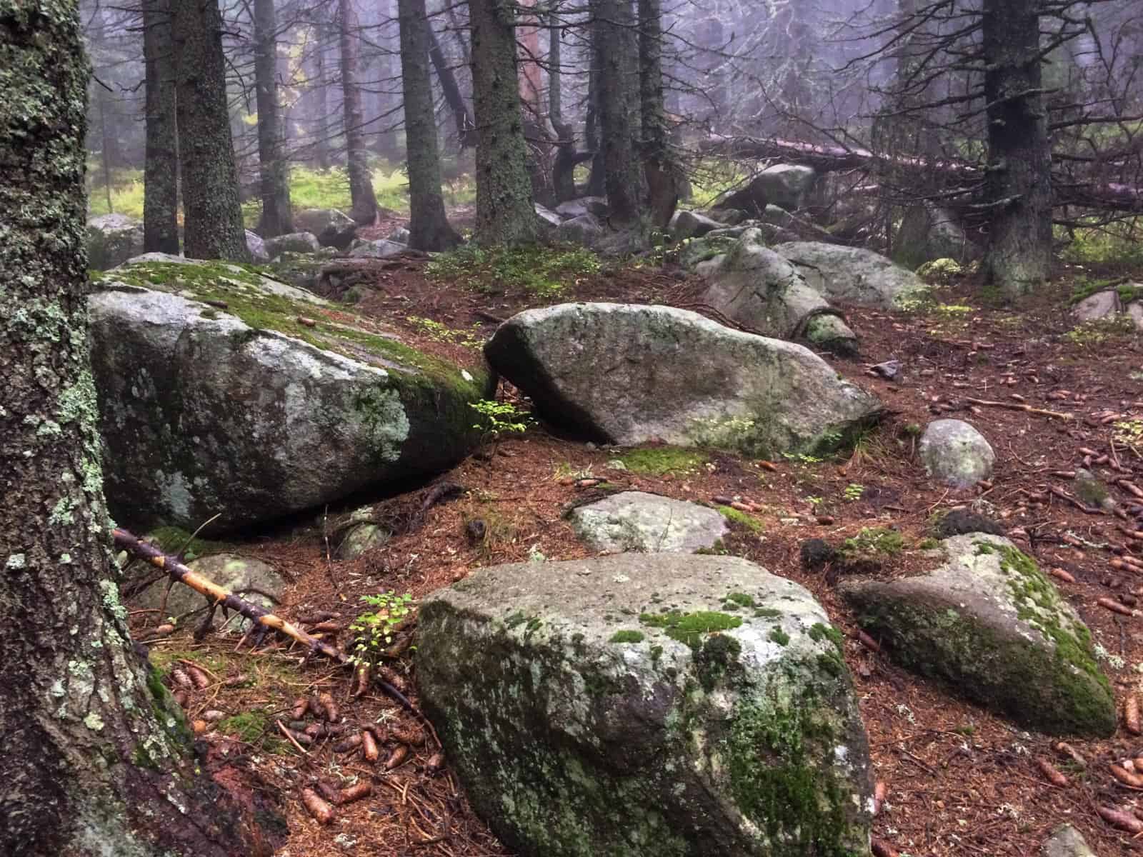 Bistrishko Branishte-30015.jpeg - European Wilderness Society  - CC NonCommercial-NoDerivates 4.0 International