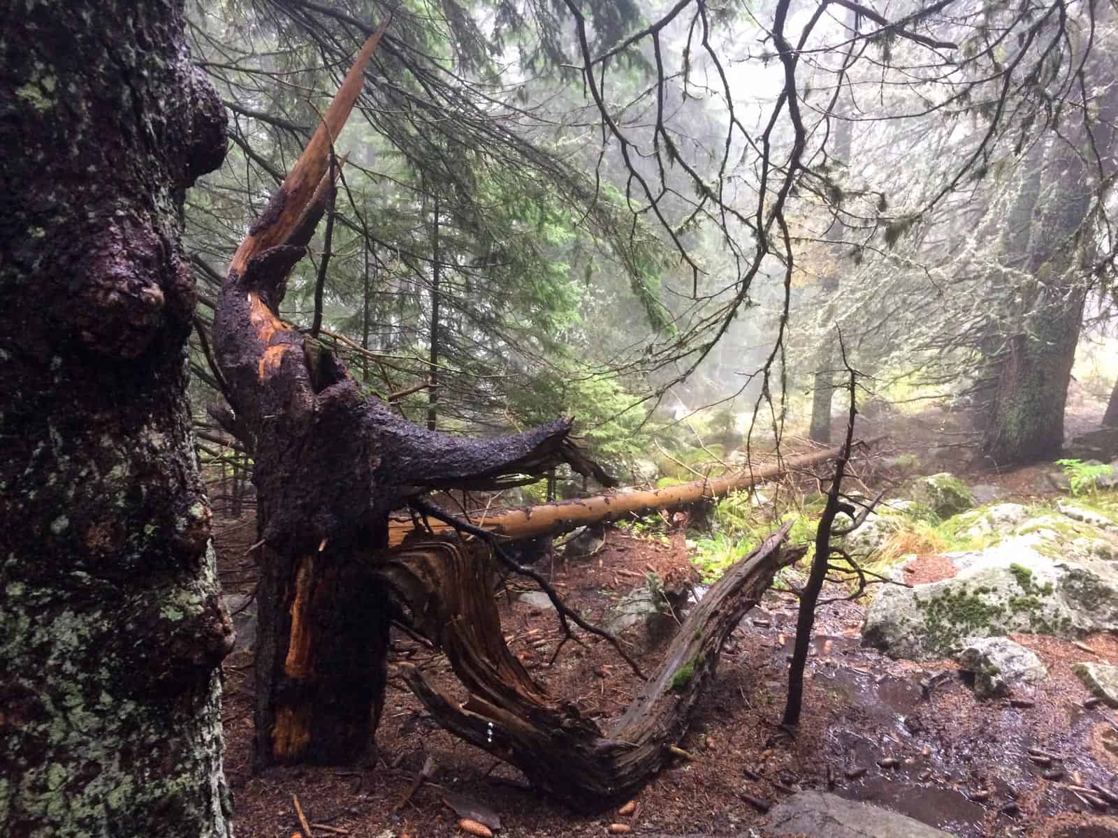 Bistrishko Branishte-30018.jpeg - European Wilderness Society  - CC NonCommercial-NoDerivates 4.0 International