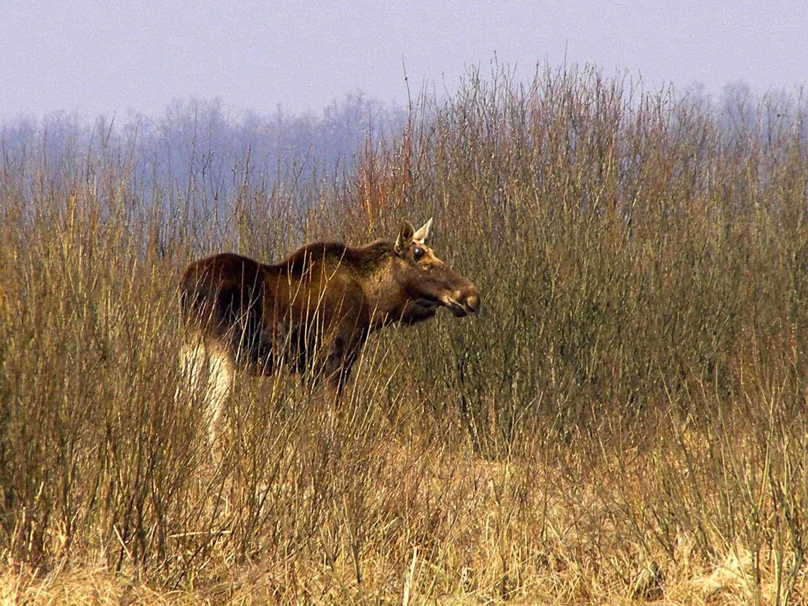 Bondarivske_Wetland -30680.JPG Andriy Sahayday 2019   - © All rights reserved