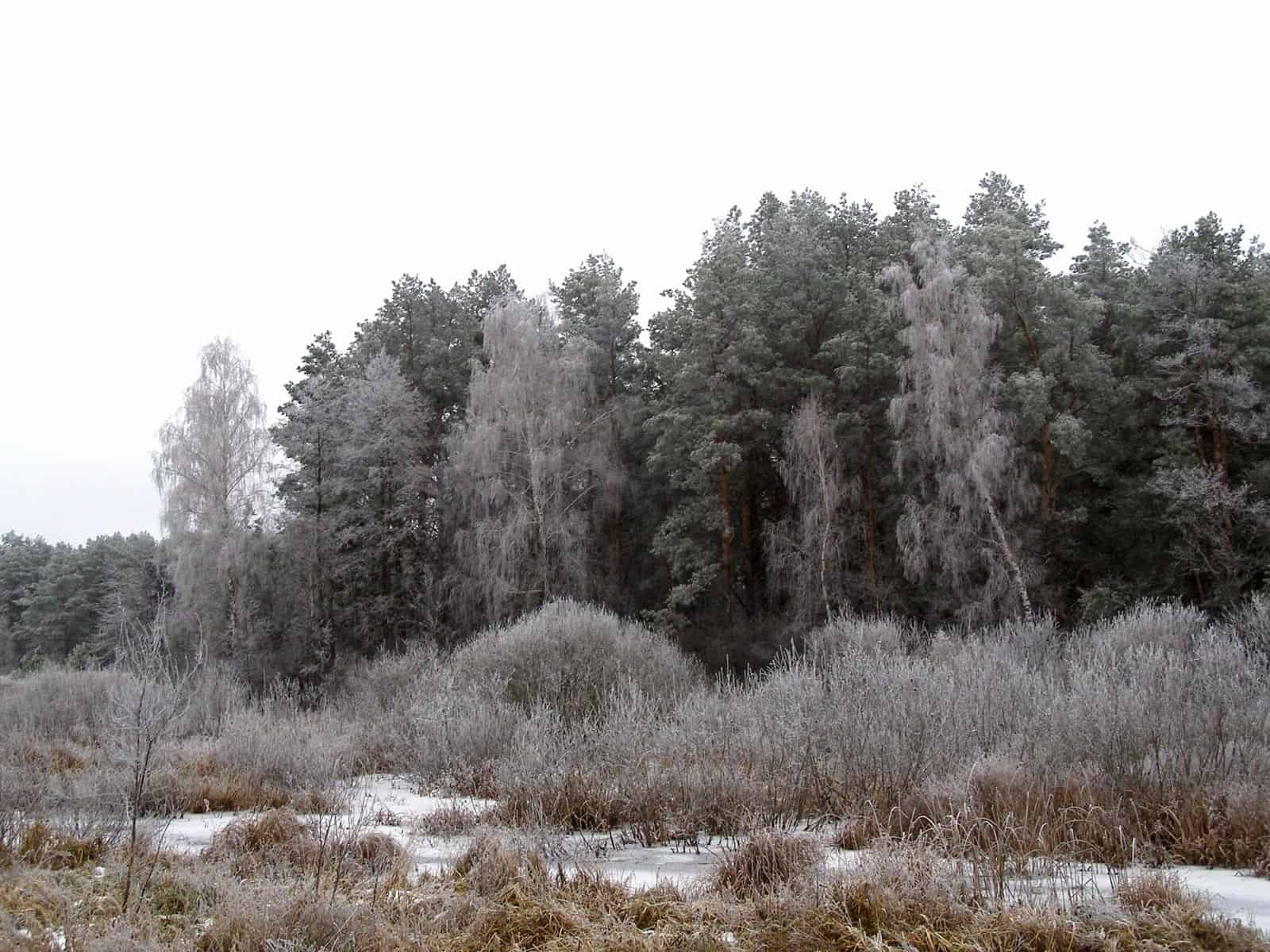 Bondarivske_Wetland -30685.JPG Andriy Sahayday 2019 - © All rights reserved