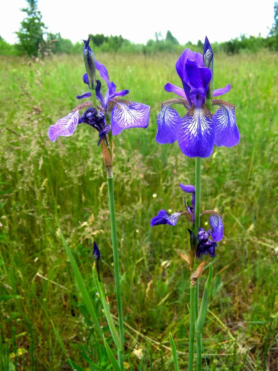 Bondarivske_Wetland -30689.JPG Andriy Sahayday 2019   - © All rights reserved