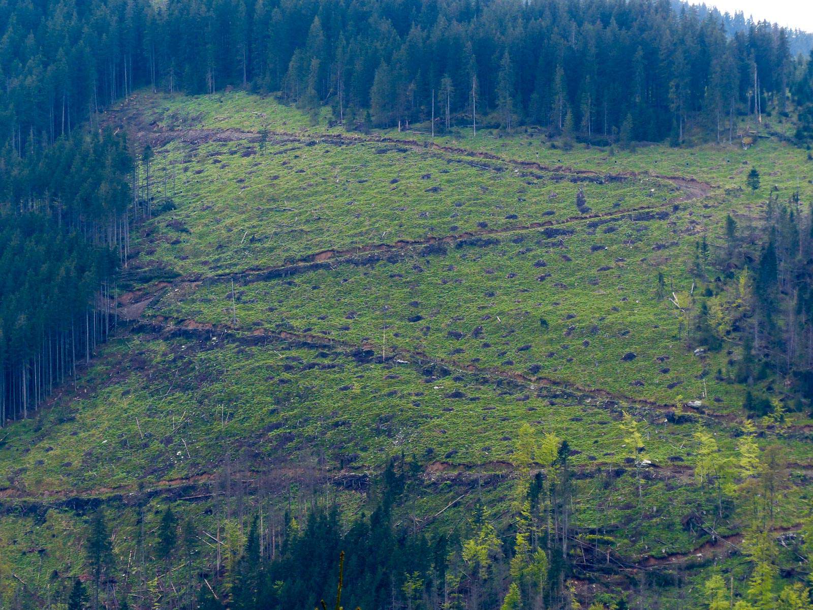 Deforestation Romania Hannes Knapp 0070.JPG - European Wilderness Society  - CC NonCommercial-NoDerivates 4.0 International