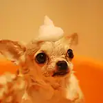 Chihuahua bath