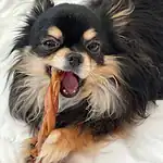 Joshua chewing treat