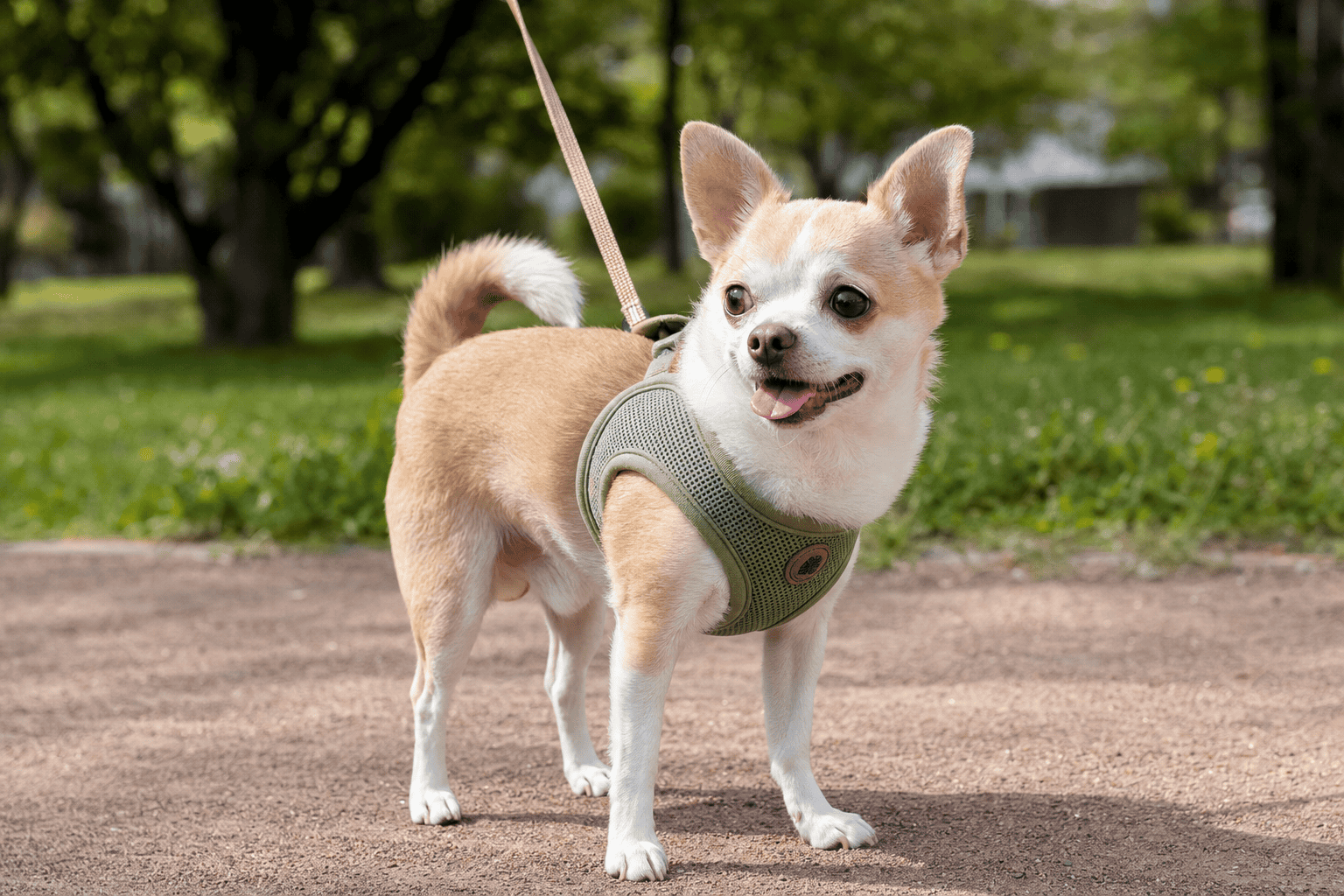 Chihuahua In Harness