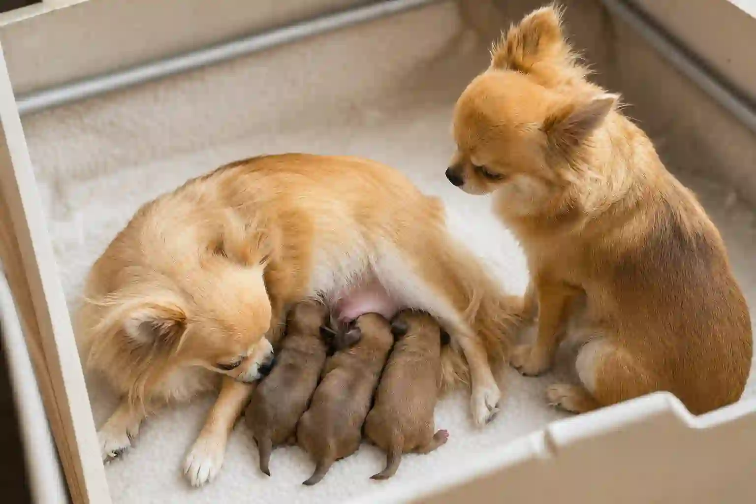 Chihuahua litter
