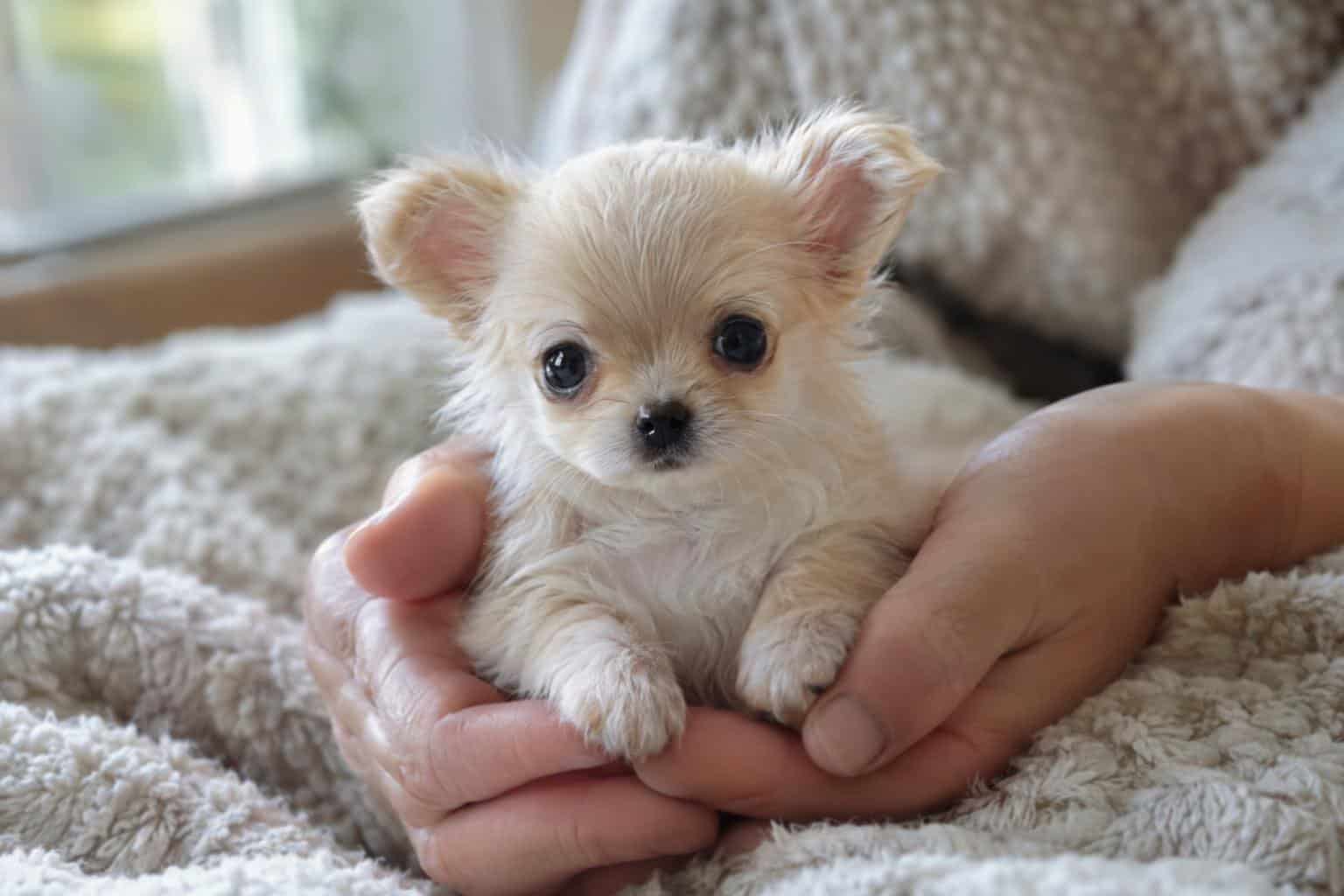 Chihuahua puppy