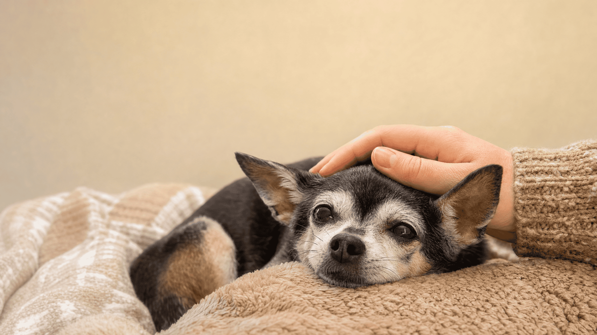 Senior Chihuahua Care