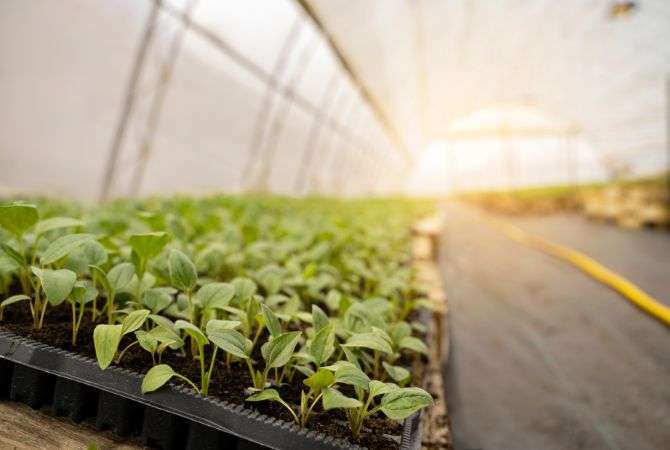 FRP used Greenhouse