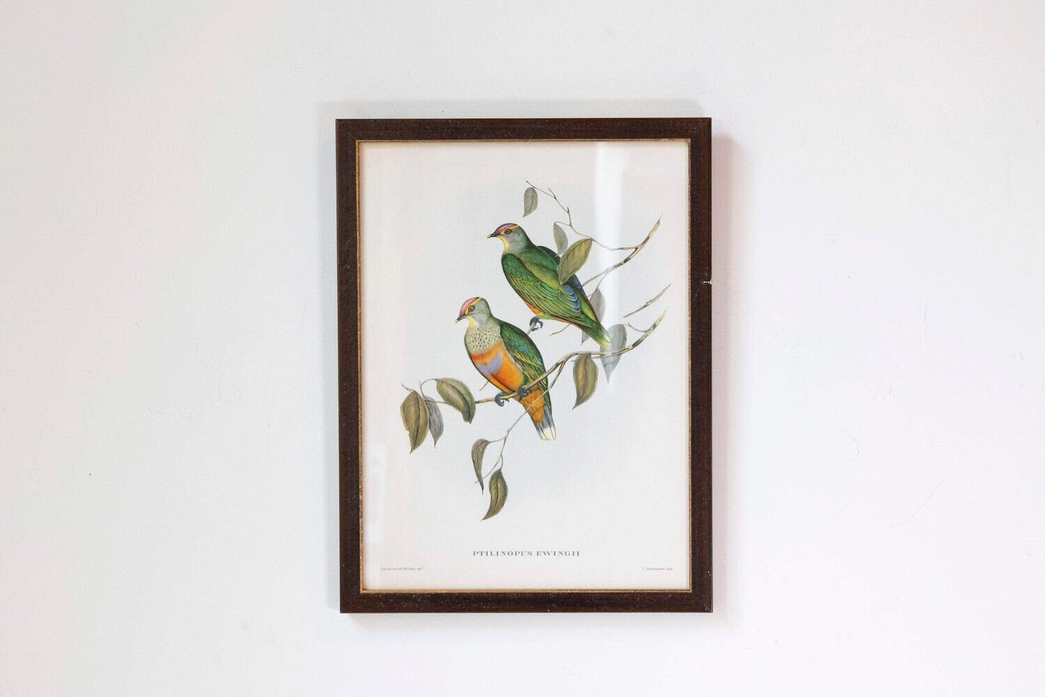 Framed 20th Century Gould Bird Prints, 7 Sold Each - JAA