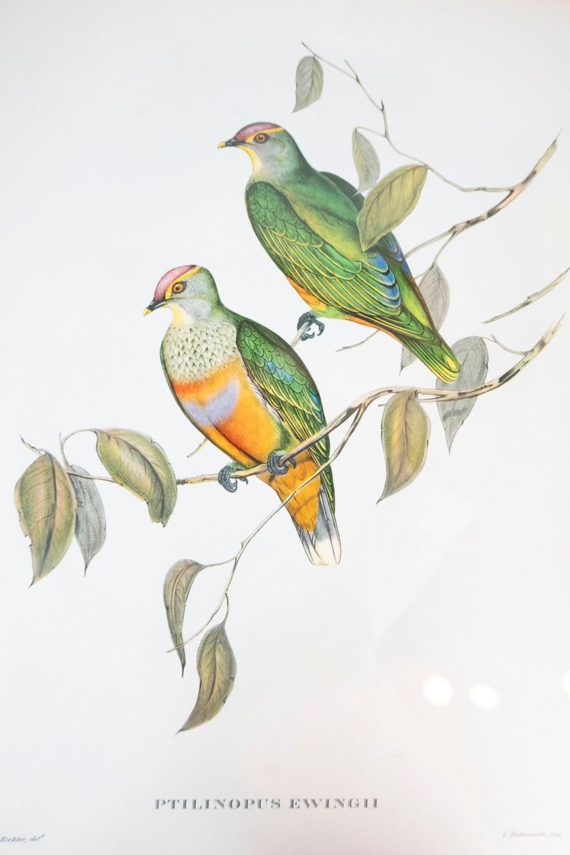 Framed 20th Century Gould Bird Prints, 7 Sold Each - JAA