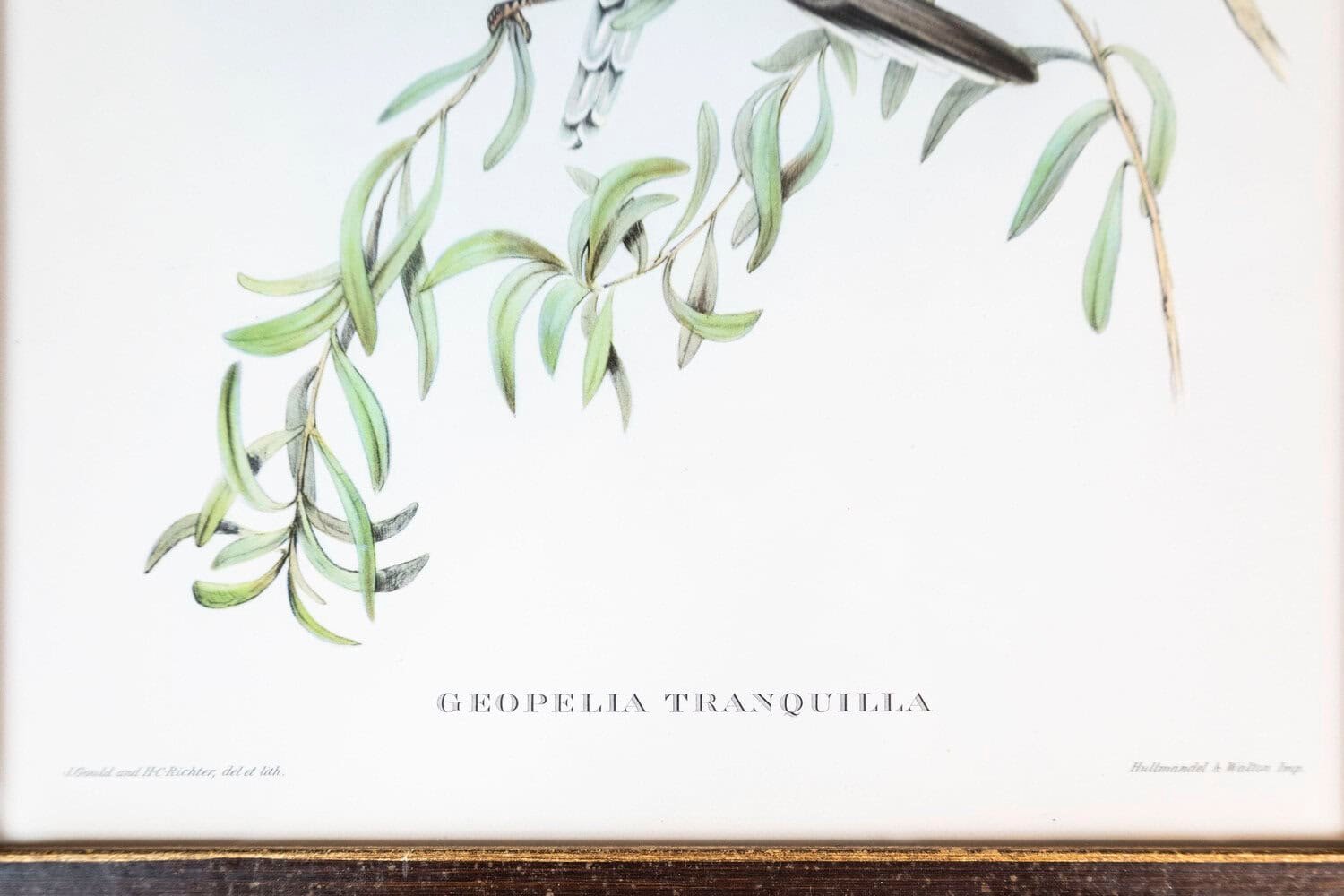 Framed 20th Century Gould Bird Prints, 7 Sold Each - JAA