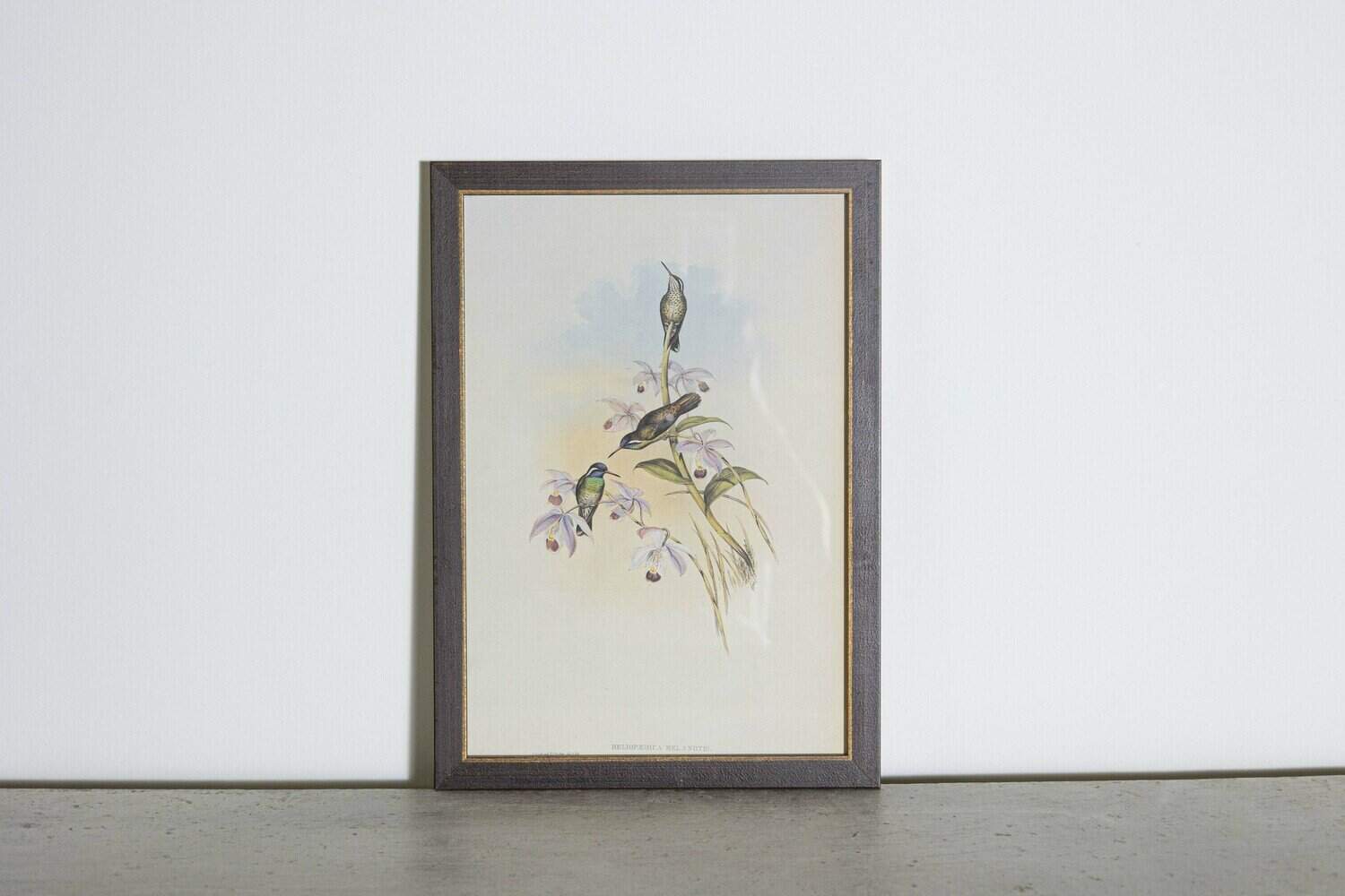 19th Century Bird Print - One of 24 - JAA