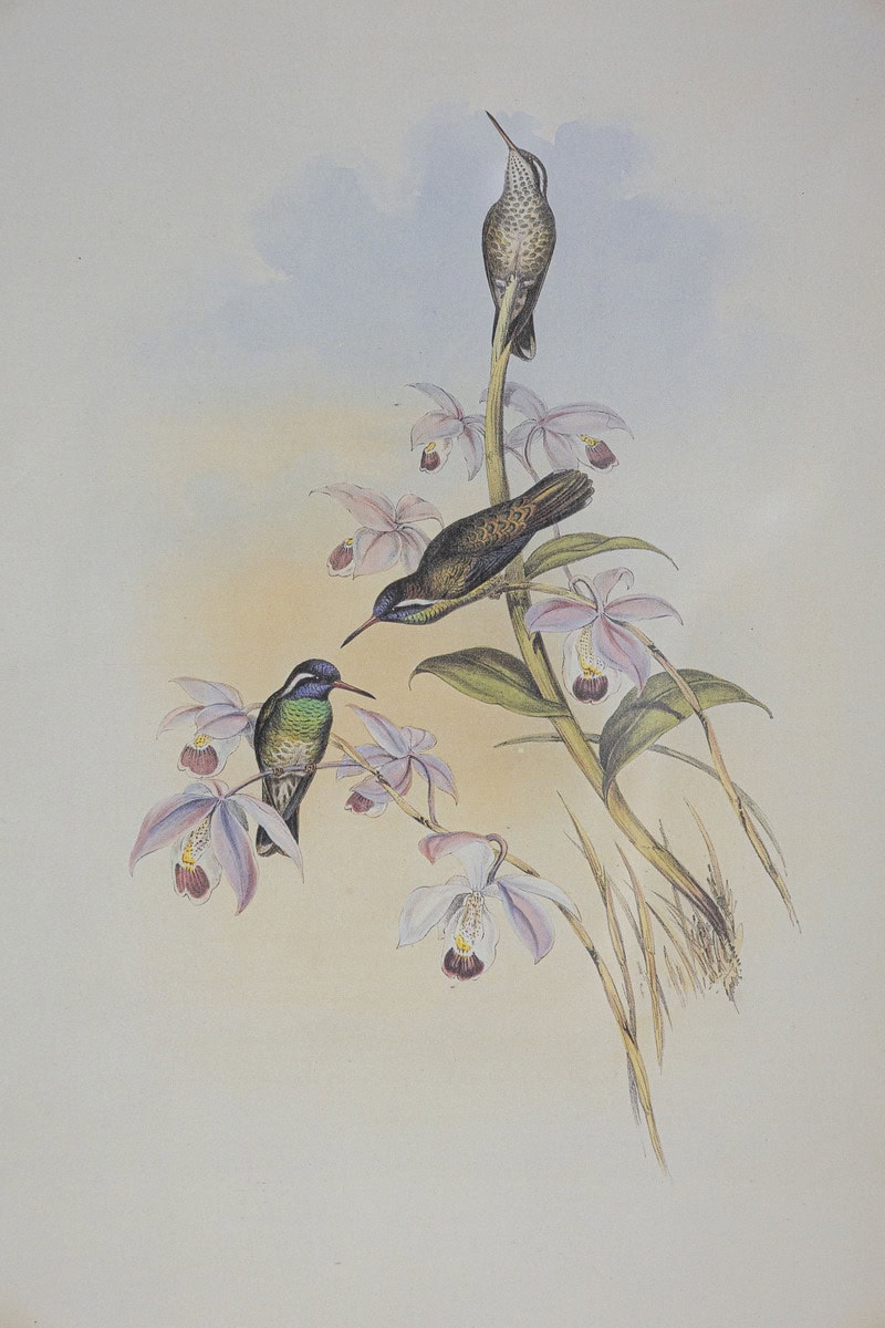19th Century Bird Print - One of 24 - JAA