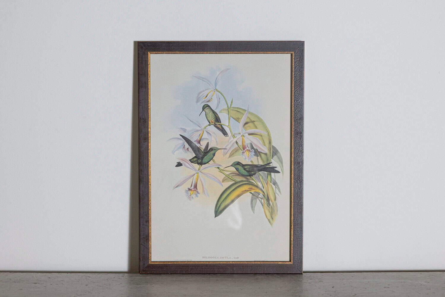 19th Century Bird Print - One of 24 - JAA