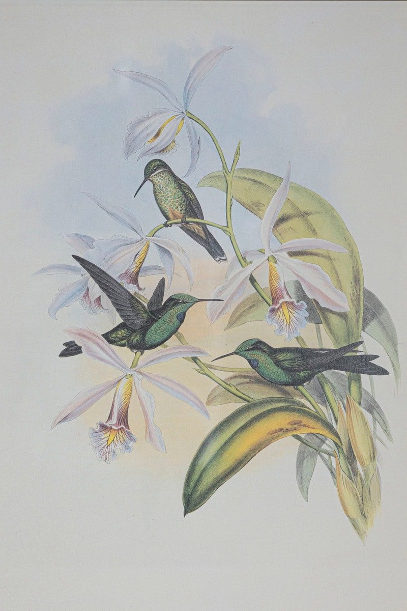 19th Century Bird Print - One of 24 - JAA