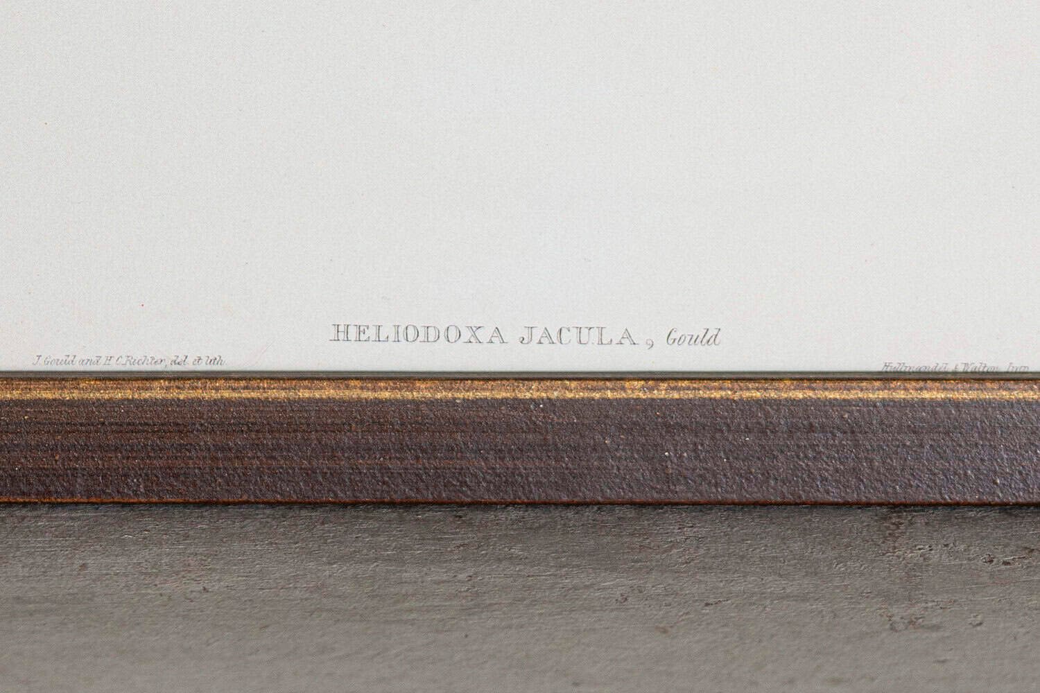 19th Century Bird Print - One of 24 - JAA