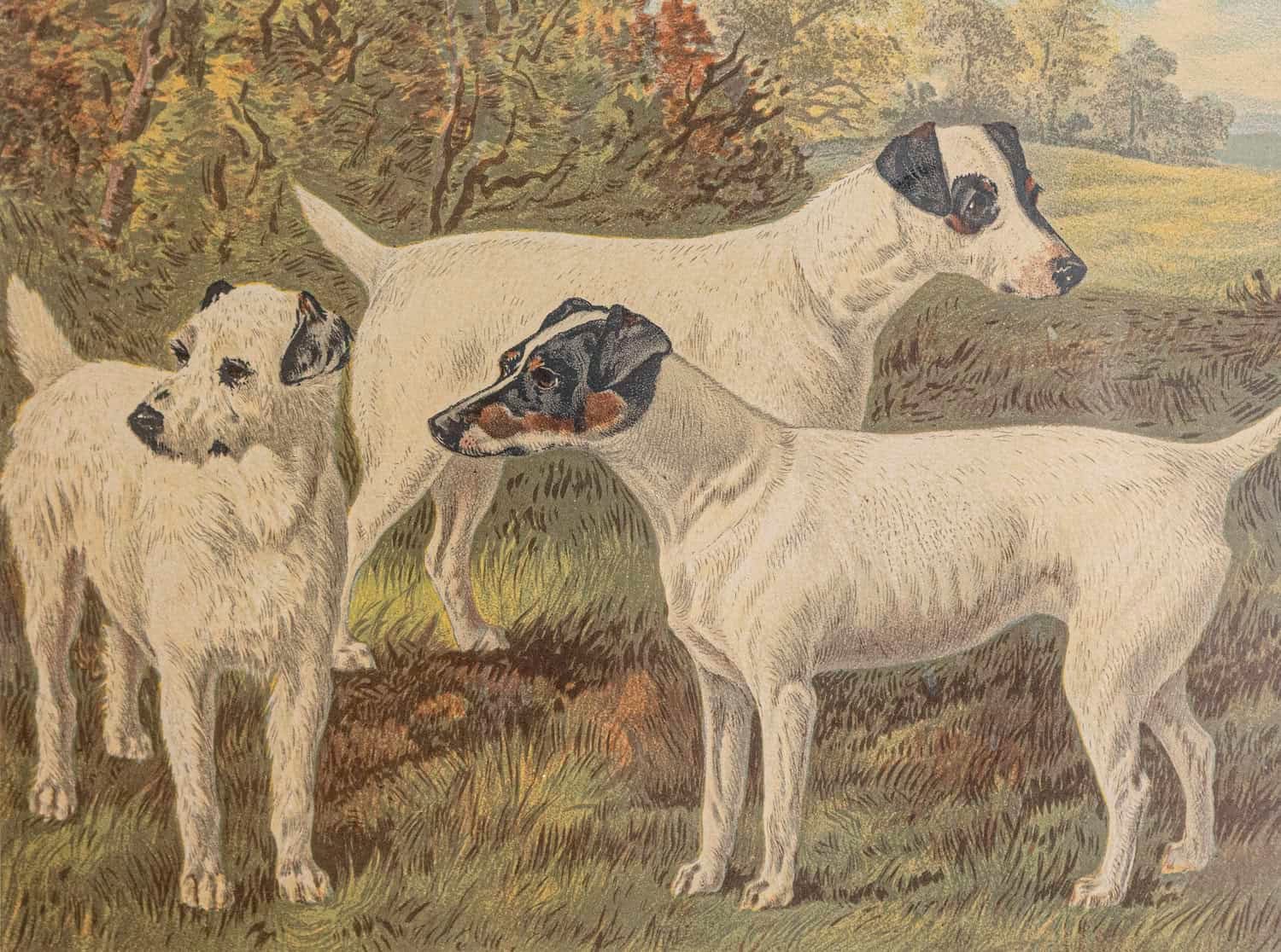 Cassell, Petter, Galpin & Co Chromolithograph Dog Prints in Black Frames - JAA