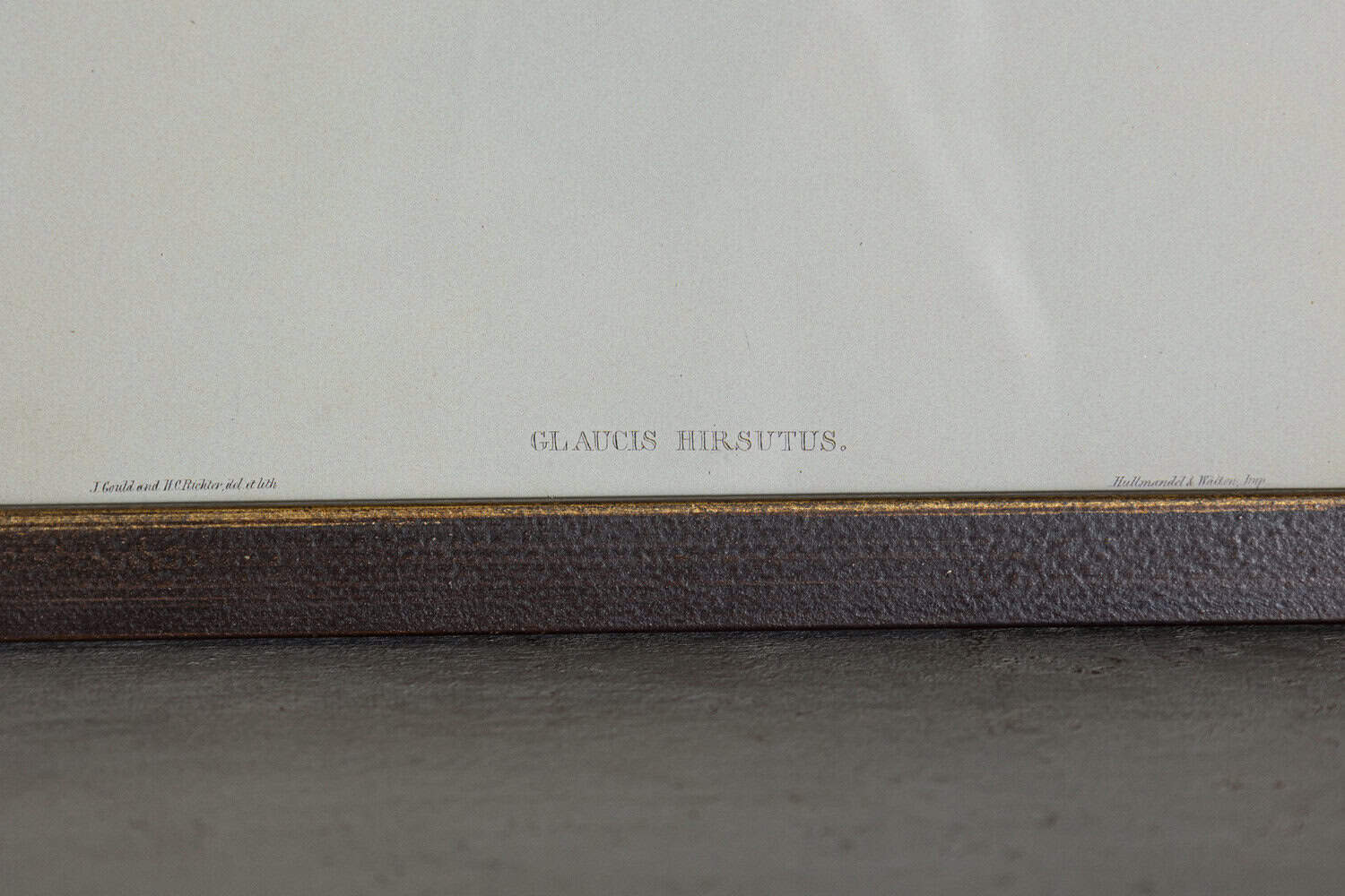 19th Century Bird Print - One of 24 - JAA