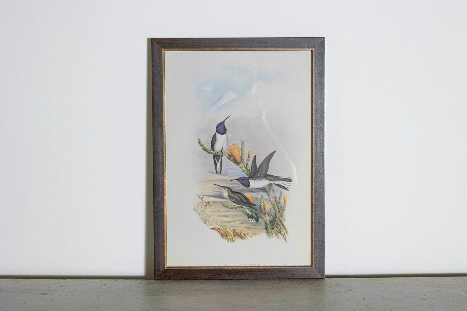 19th Century Bird Print - One of 24 - JAA