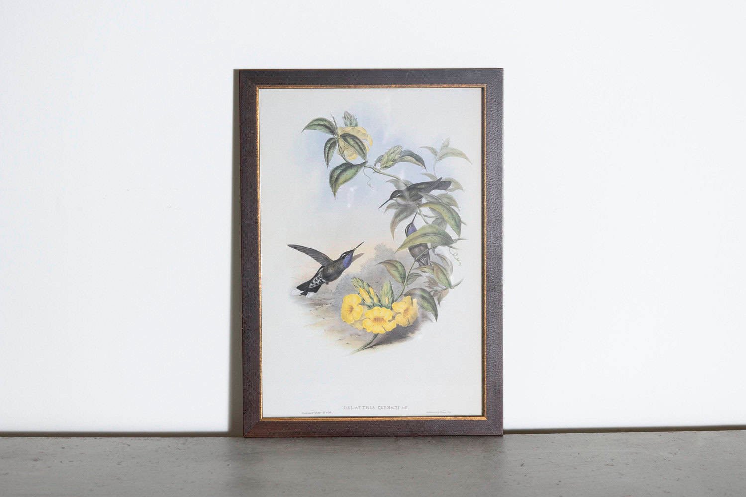 19th Century Bird Print - One of 24 - JAA