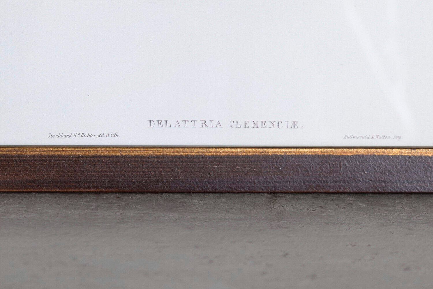 19th Century Bird Print - One of 24 - JAA