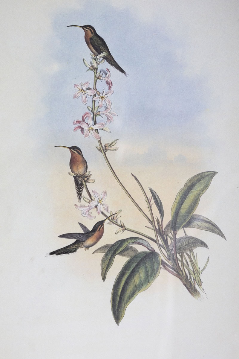 19th Century Bird Print - One of 24 - JAA
