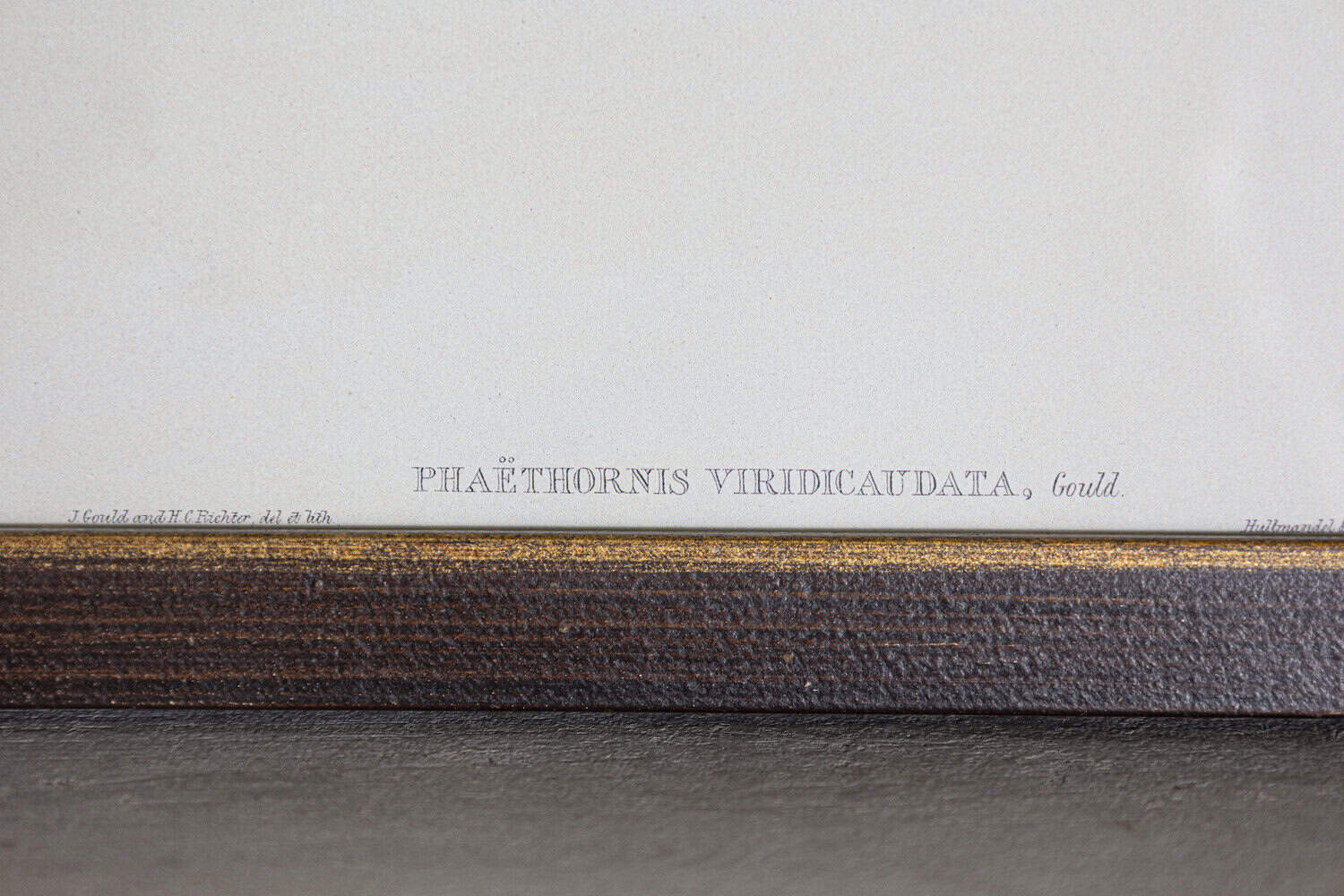 19th Century Bird Print - One of 24 - JAA