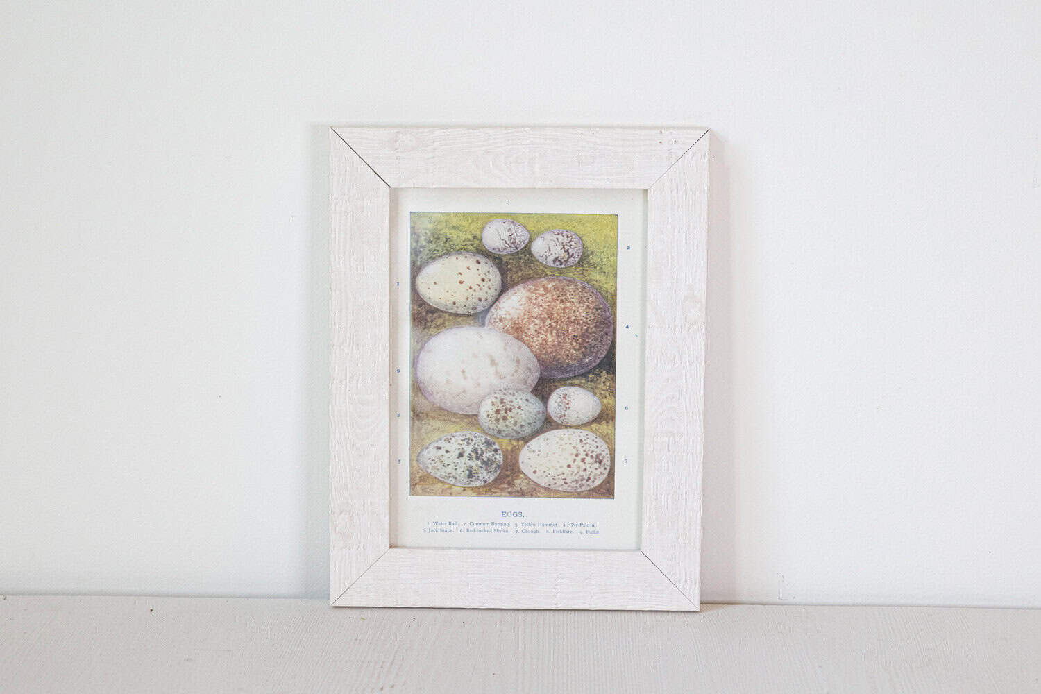 English Egg Prints from the 20th Century in Custom Wooden Frames, Priced Each - JAA