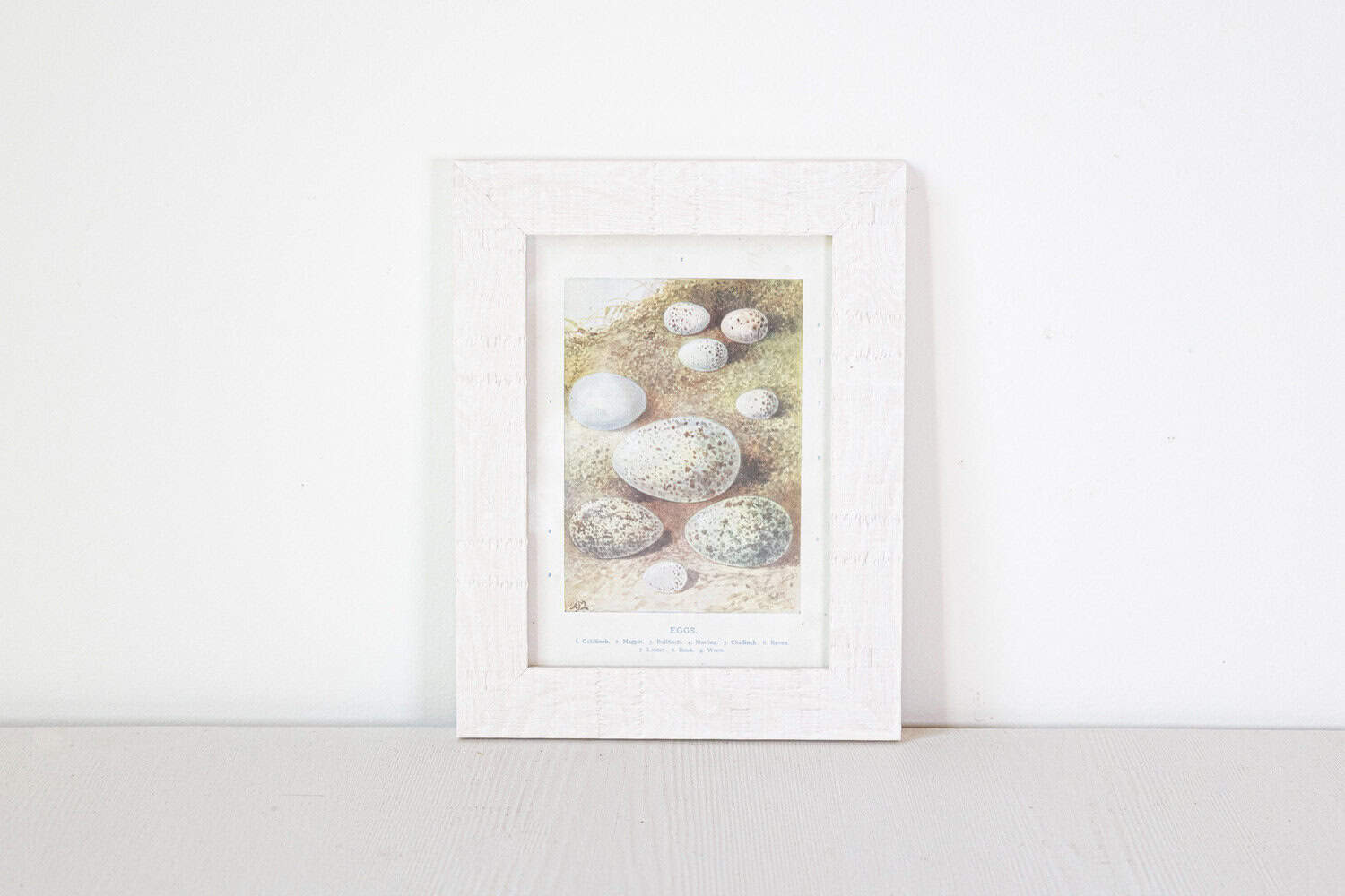 English Egg Prints from the 20th Century in Custom Wooden Frames, Priced Each - JAA