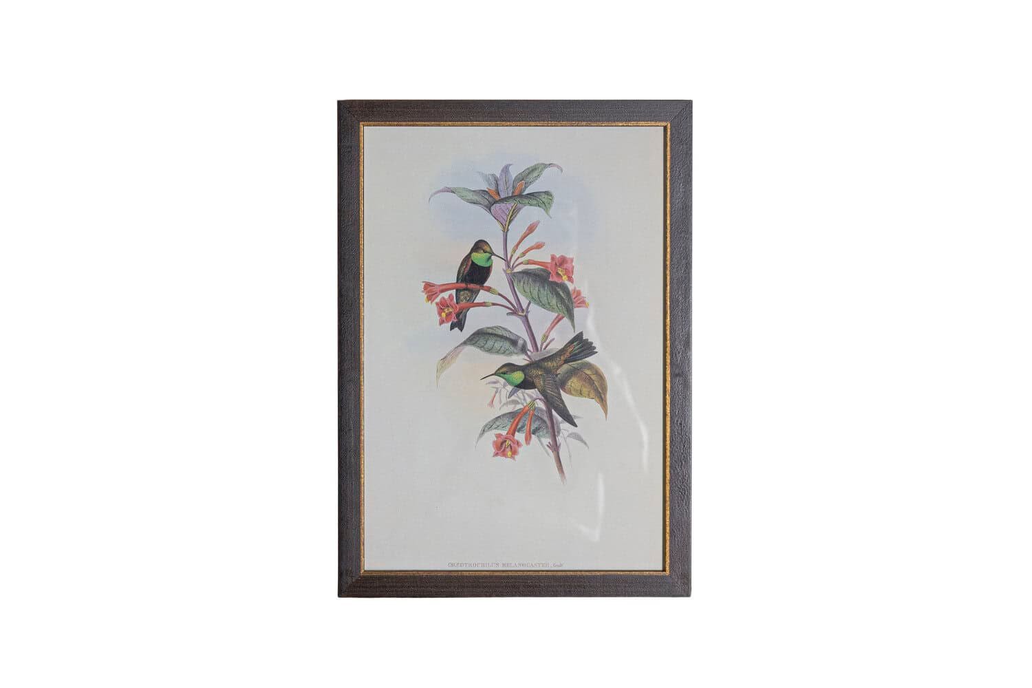 19th Century John Gould Hummingbirds prints. - JAA