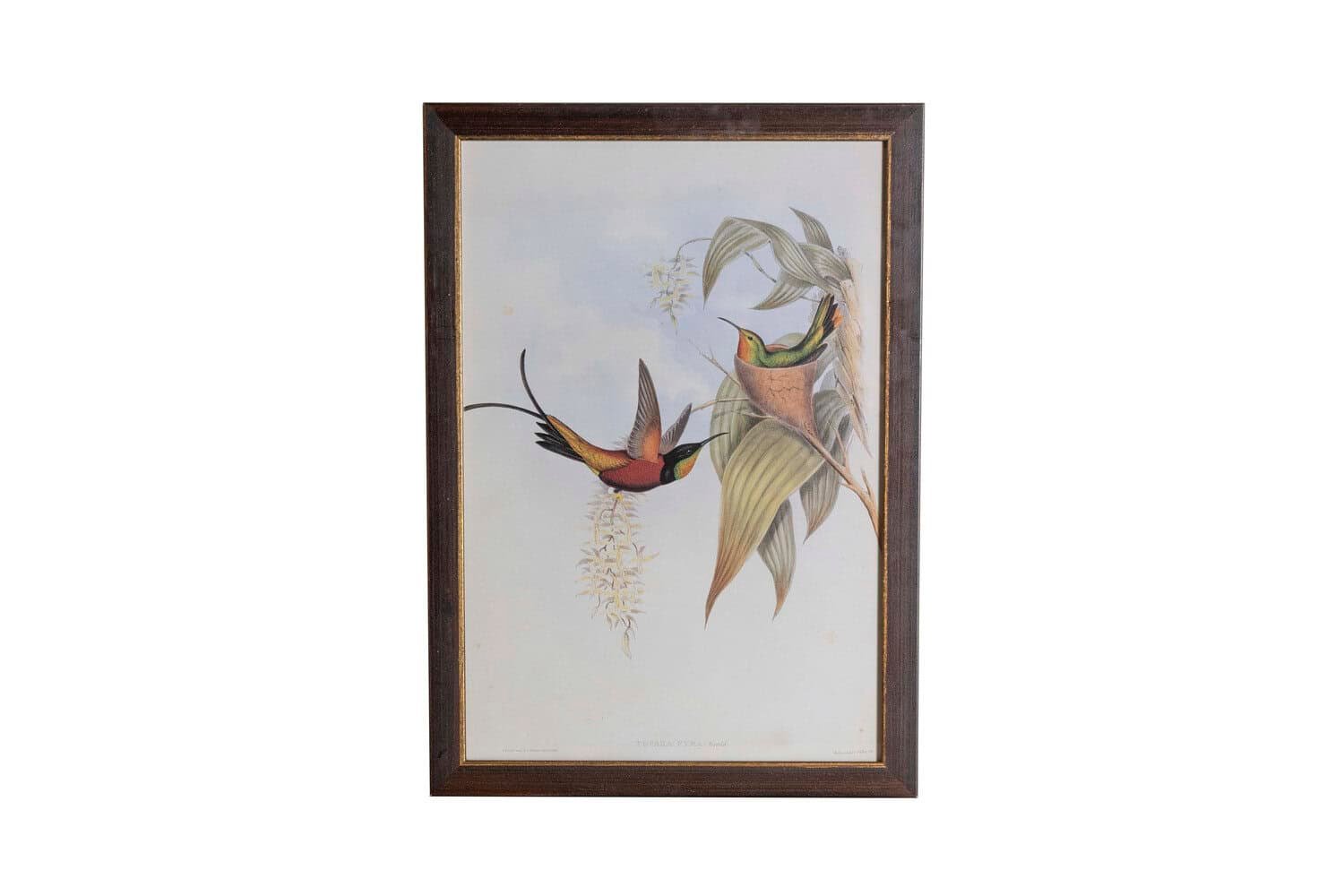 19th Century John Gould Hummingbirds prints. - JAA