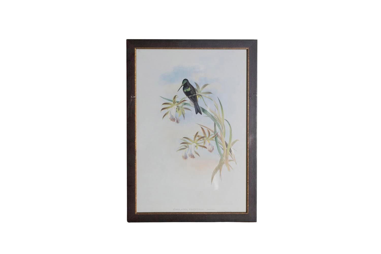 19th Century John Gould Hummingbirds prints. - JAA