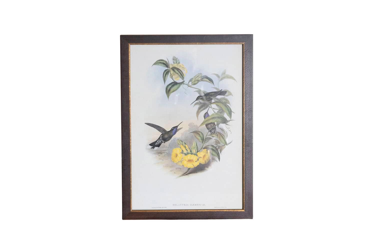19th Century John Gould Hummingbirds prints. - JAA