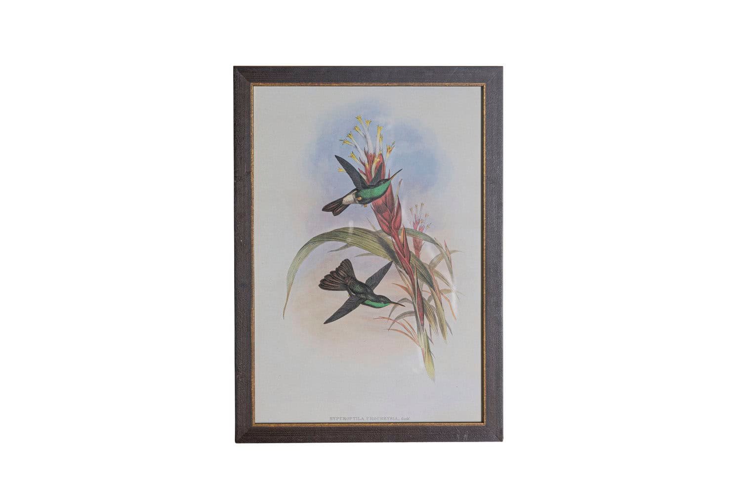 19th Century John Gould Hummingbirds prints. - JAA