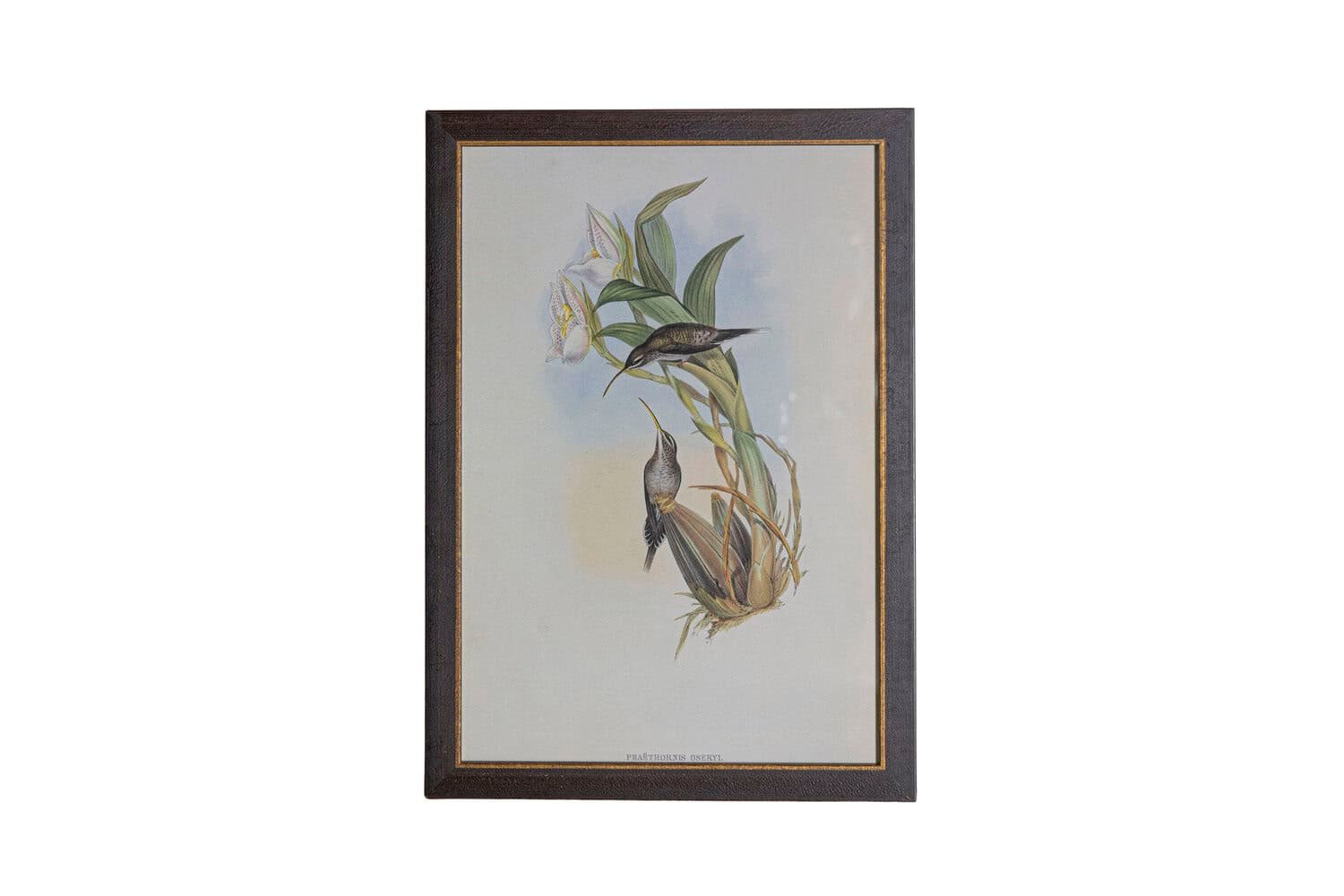19th Century John Gould Hummingbirds prints. - JAA