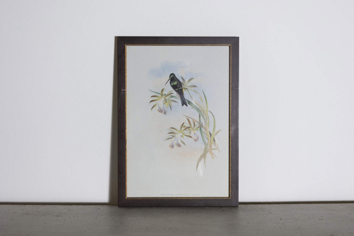 19th Century Bird Print - One of 24 - JAA