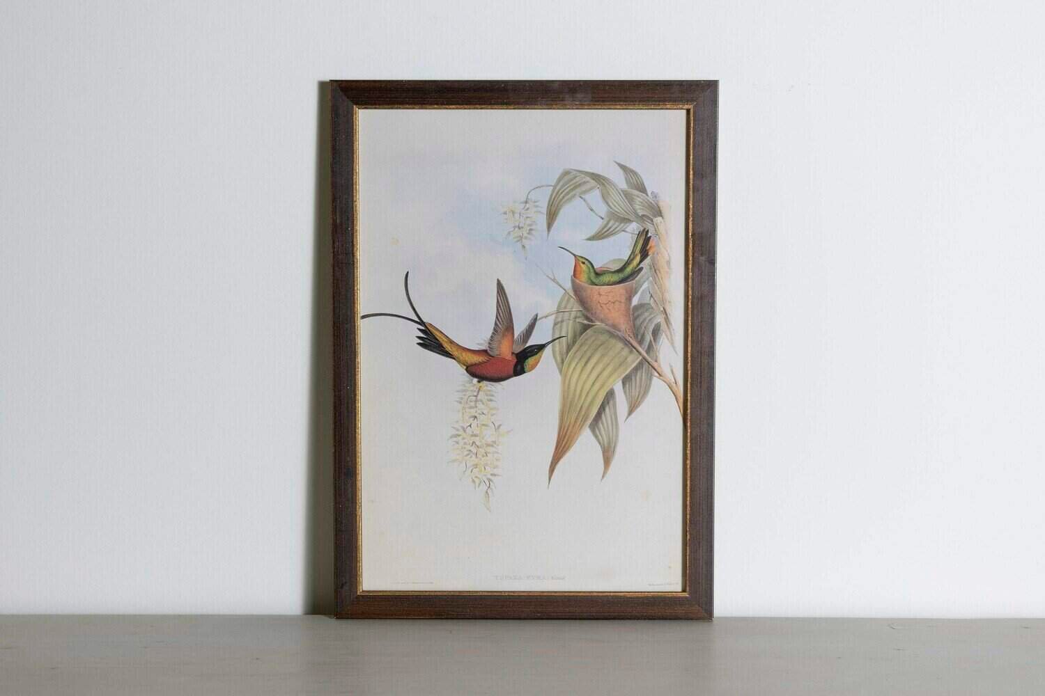 19th Century Bird Print - One of 24 - JAA